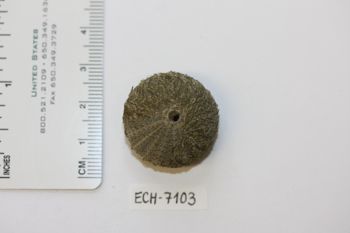 Media type: image;   Invertebrate Zoology ECH-7103 Description: Preserved specimen.;